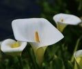 Quadrilateral Calla lily