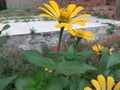 Looks like sunflower Royalty Free Stock Photo