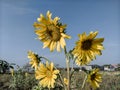 sunflowers against the sky background