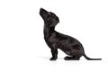 Profile view. Portrait of black dachshund dog training isolated on white studio background. Concept of motion, pets love