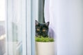 Cat looks out hiding, surprise, hunting sunlight Royalty Free Stock Photo