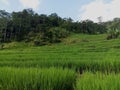 looks ruralscape or terracing in the rice fields in the village Royalty Free Stock Photo