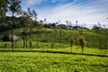 The Loolecondera estate was the first tea plantation estate in Sri Lanka Ceylon Royalty Free Stock Photo