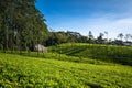 The Loolecondera estate was the first tea plantation estate in Sri Lanka Ceylon Royalty Free Stock Photo