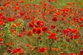 Ãâlooming poppies Royalty Free Stock Photo