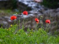 Ãâlooming poppies