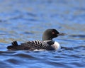Loon Royalty Free Stock Photo