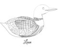 Loon bird coloring. Vector image