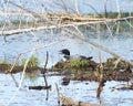Loon bird photo.  Loon bird on her nest on the watch in the pond Royalty Free Stock Photo