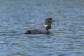 Loon Calling on a Ottertrack Lake in Quetico Provincial Park Royalty Free Stock Photo