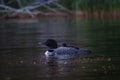 A loon chick riding on the back of its parent. Royalty Free Stock Photo