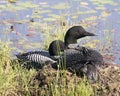 Common Loon Photo. Couple nesting and guarding the nest in their environment and habitat wetland with a blur water and lily pads
