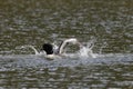 Loon (Gavia immer) Jasper National Park Royalty Free Stock Photo