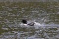 Loon (Gavia immer) Jasper National Park Royalty Free Stock Photo