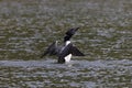 Loon (Gavia immer) Jasper National Park Royalty Free Stock Photo