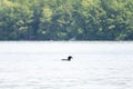 Common Loon In Lake
