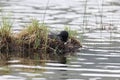 Loon on the nest Jasper National Park Royalty Free Stock Photo