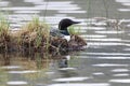 Loon on the nest Jasper National Park Royalty Free Stock Photo