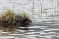 Loon on the nest Jasper National Park Royalty Free Stock Photo