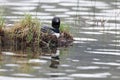 Loon on the nest Jasper National Park Royalty Free Stock Photo