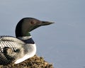 Loon Photo Stock. Loon close-up head shot nesting on its nest with marsh grasses, mud and water by the lakeshore in its