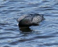 Loon Photo Stock. Close-up profile front view swimming in the lake in its environment and habitat. Loon in Wetland Image. Loon on