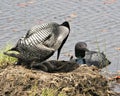 Loon Photo Stock. Loon couple nesting and guarding the nest and brood eggs in their environment and habitat with a blur water