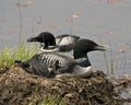 Loon Photo Stock. Loon couple nesting and guarding the nest by the lake shore in their environment and habitat with a blur water