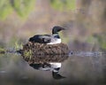 Loon Photo Stock. Loon Nest Image. Loon in Wetland. Loon on Lake. Bird Reflection. Nesting with marsh grasses, mud and water by