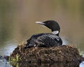 Loon Photo Stock. Loon Nest Image. Loon on Lake. Loon in Wetland. Nesting with marsh grasses, mud and water by the lakeshore in