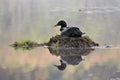 Loon Photo Stock. Loon Nest Image. Loon in Wetland. Loon on Lake. Bird Reflection. Nesting with marsh grasses, mud and water by