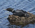 Loon Photo Stock. Loon on Nest. Loon in Wetland. Loon on Lake Image. Nesting on its nest with marsh grasses, mud and water by the