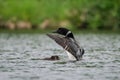 Loon Shielding Her Babies