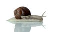Loonely snail