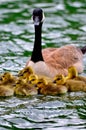 Loonie Baby Learn Swiming Royalty Free Stock Photo