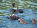 Loons Looking Left & Right Royalty Free Stock Photo