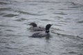 Loons on a MN Lake Royalty Free Stock Photo