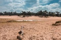 The Loonse and Drunense Duinen National Park, Blue Sky, Big White Clouds, Pines in the Distance, Dry Trees and Yellow Sand