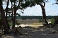 Beautiful landscape of heather fields interspersed with sand drifts dunes.