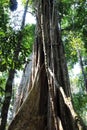 Loooking upward at a Strangler Fig Tree in the Amazon rainforest in Tambopata, Madre de Dios, Peru Royalty Free Stock Photo
