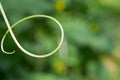 Loop escape young cucumber tendril cucumber Royalty Free Stock Photo