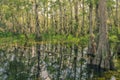 Loop Road Cypress National Preserve