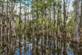 Loop Road Cypress National Preserve