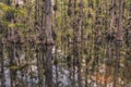 Loop Road Cypress National Preserve