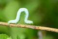 Loop-worm Royalty Free Stock Photo