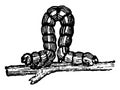 Looper Caterpillar Curved into an Arch vintage illustration