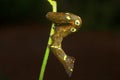 Looper Moth caterpillar , Aarey Milk Colony , INDIA Royalty Free Stock Photo