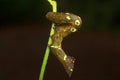 Looper Moth caterpillar , Aarey Milk Colony , INDIA