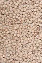Loos lentil Royalty Free Stock Photo