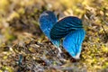 Loose blue wings belonging to a damselfly (Zygoptera)